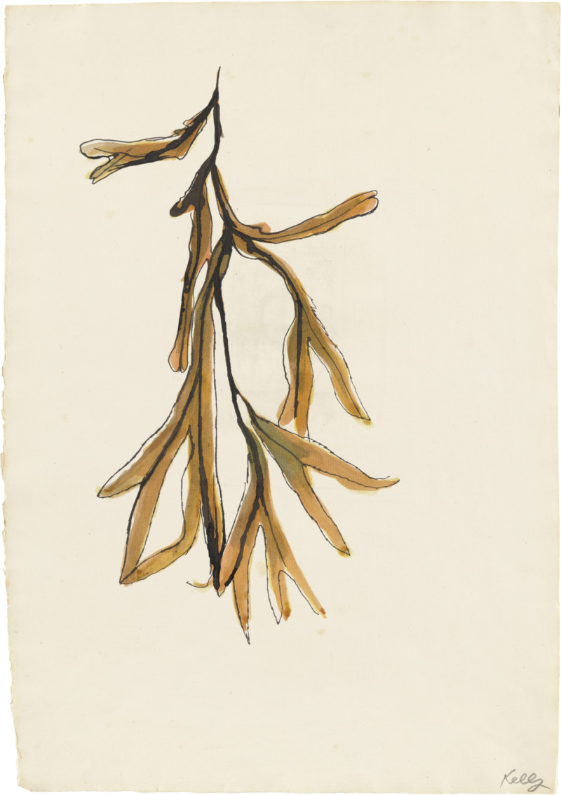 Seaweed, ELLSWORTH KELLY Plant Drawings | Matthew Marks Gallery
