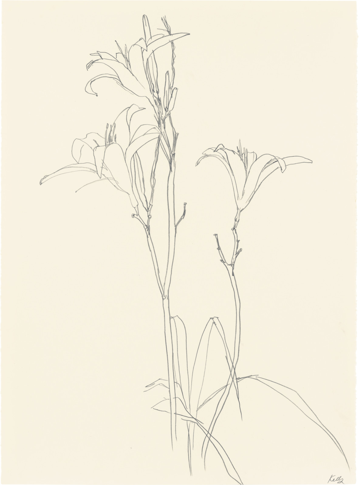 Lilies, ELLSWORTH KELLY Plant Drawings | Matthew Marks Gallery