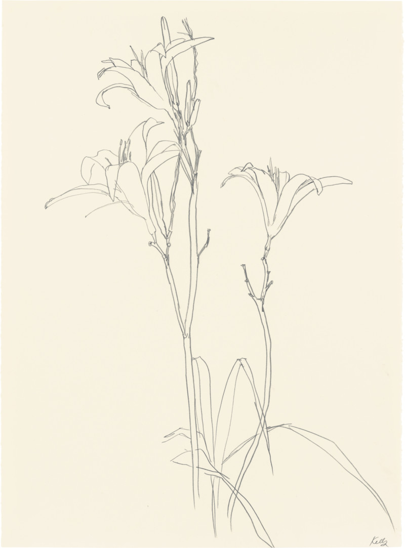 Lilies, ELLSWORTH KELLY Plant Drawings | Matthew Marks Gallery