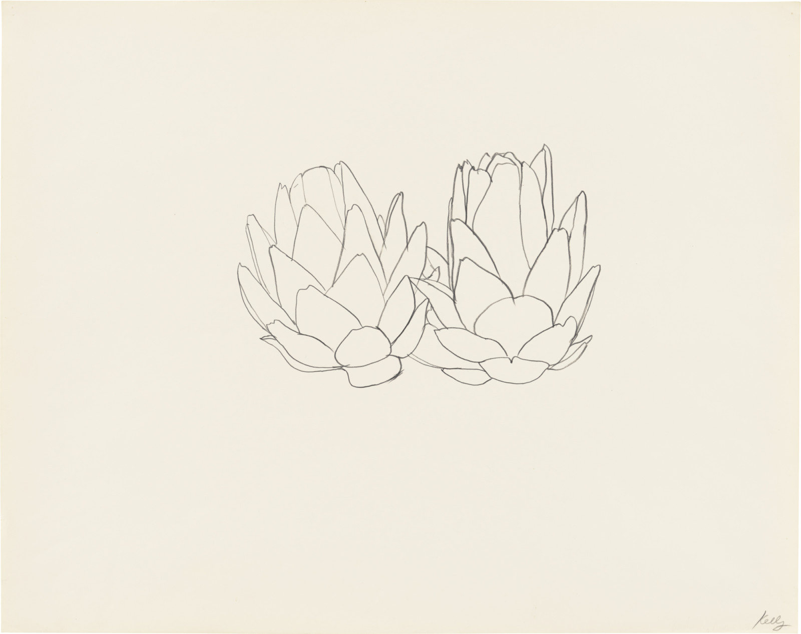 Artichoke, ELLSWORTH KELLY Plant Drawings | undefined