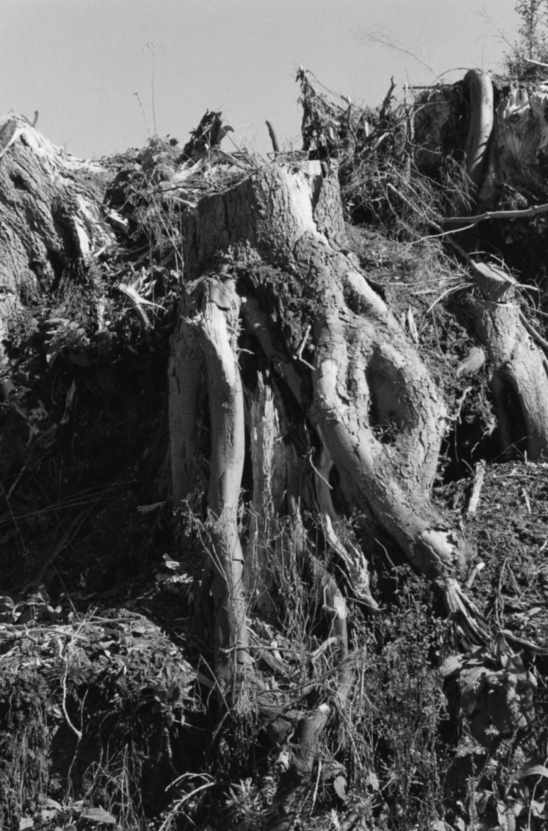 ROBERT ADAMS Turning Back | Matthew Marks Gallery