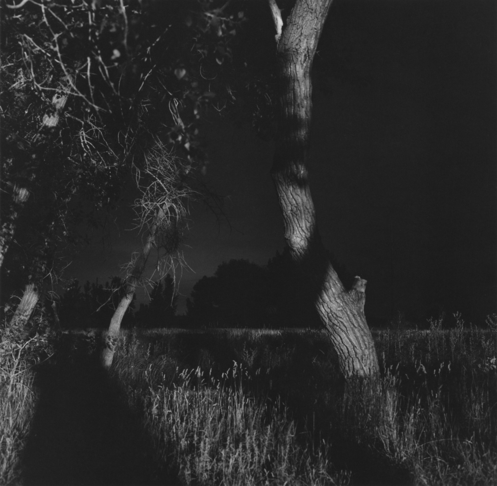 Edge of Longmont, Colorado, ROBERT ADAMS Summer Nights, Walking