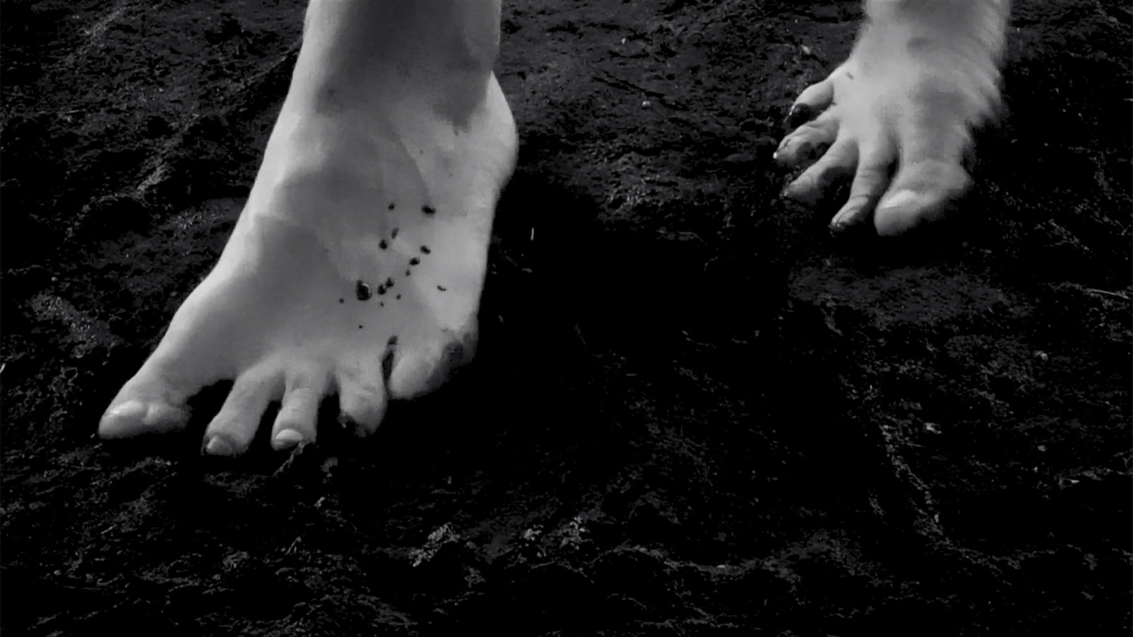 Video by Julia Phillips, , dated 2018