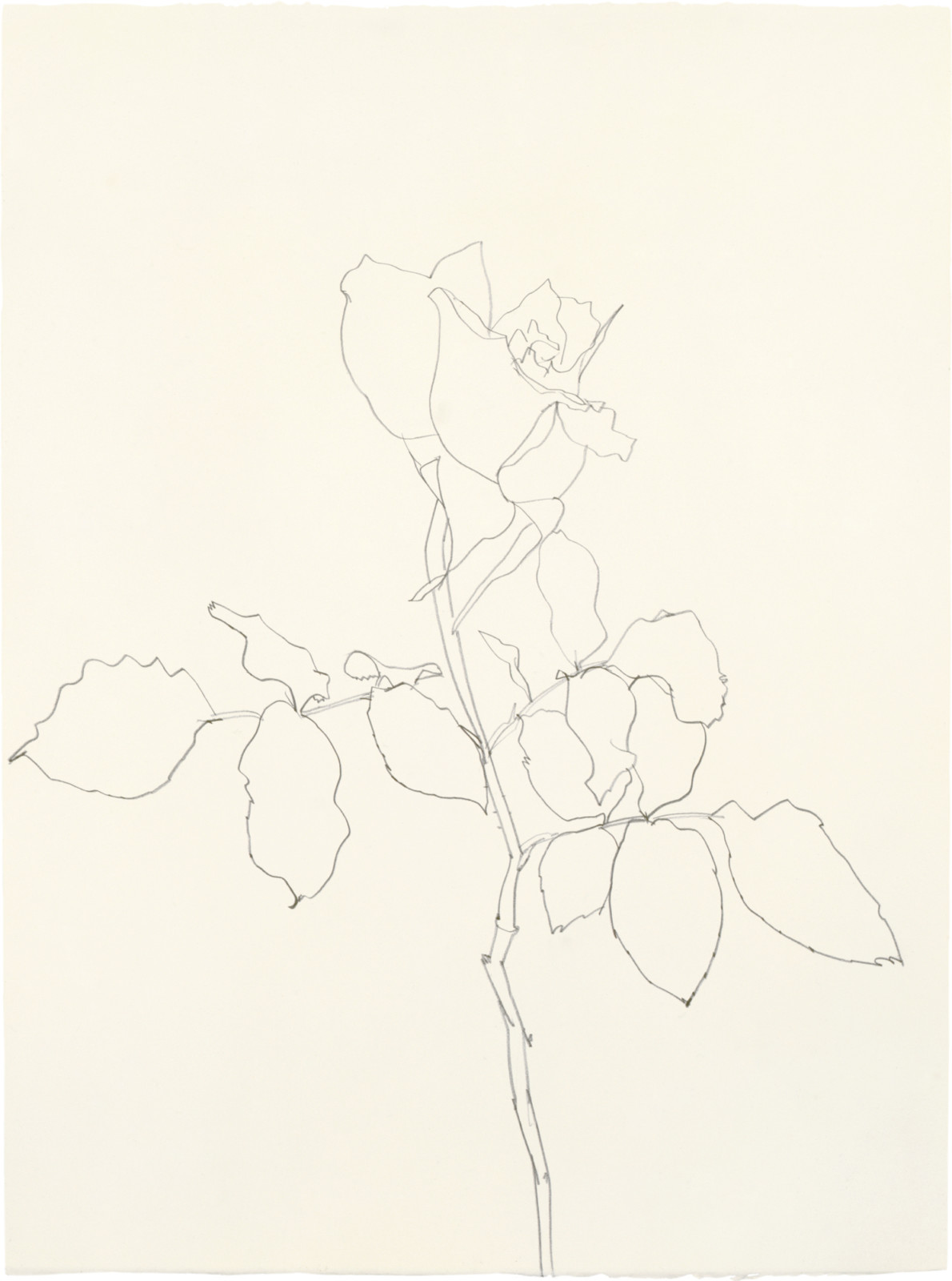Rose, ELLSWORTH KELLY Plant Drawings | Matthew Marks Gallery