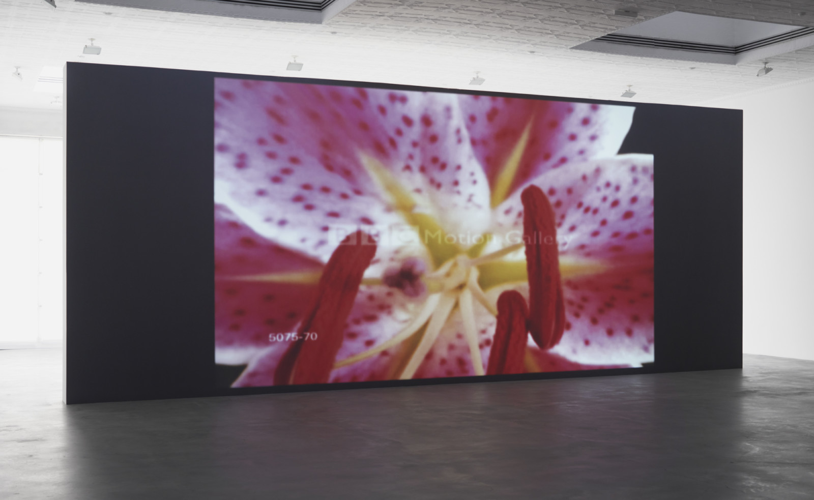 Video by Sturtevant, , dated 2010