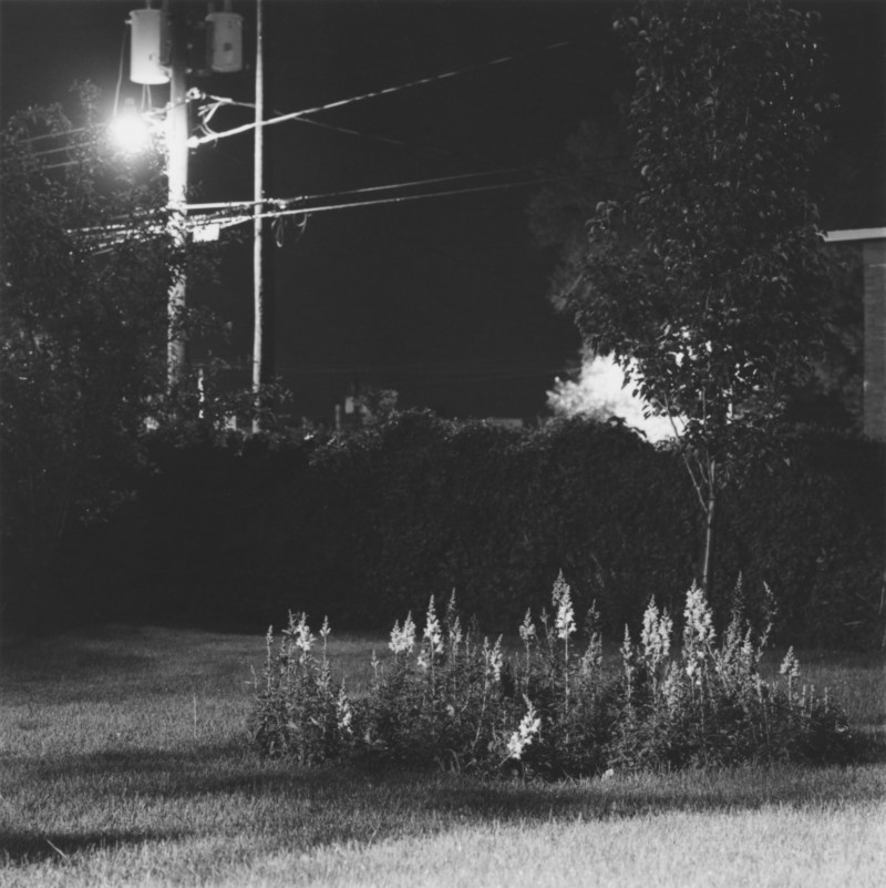 Untitled, ROBERT ADAMS Summer Nights, Walking | Matthew Marks Gallery