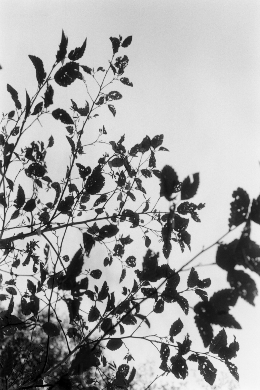 Untitled, ROBERT ADAMS Trees | Matthew Marks Gallery